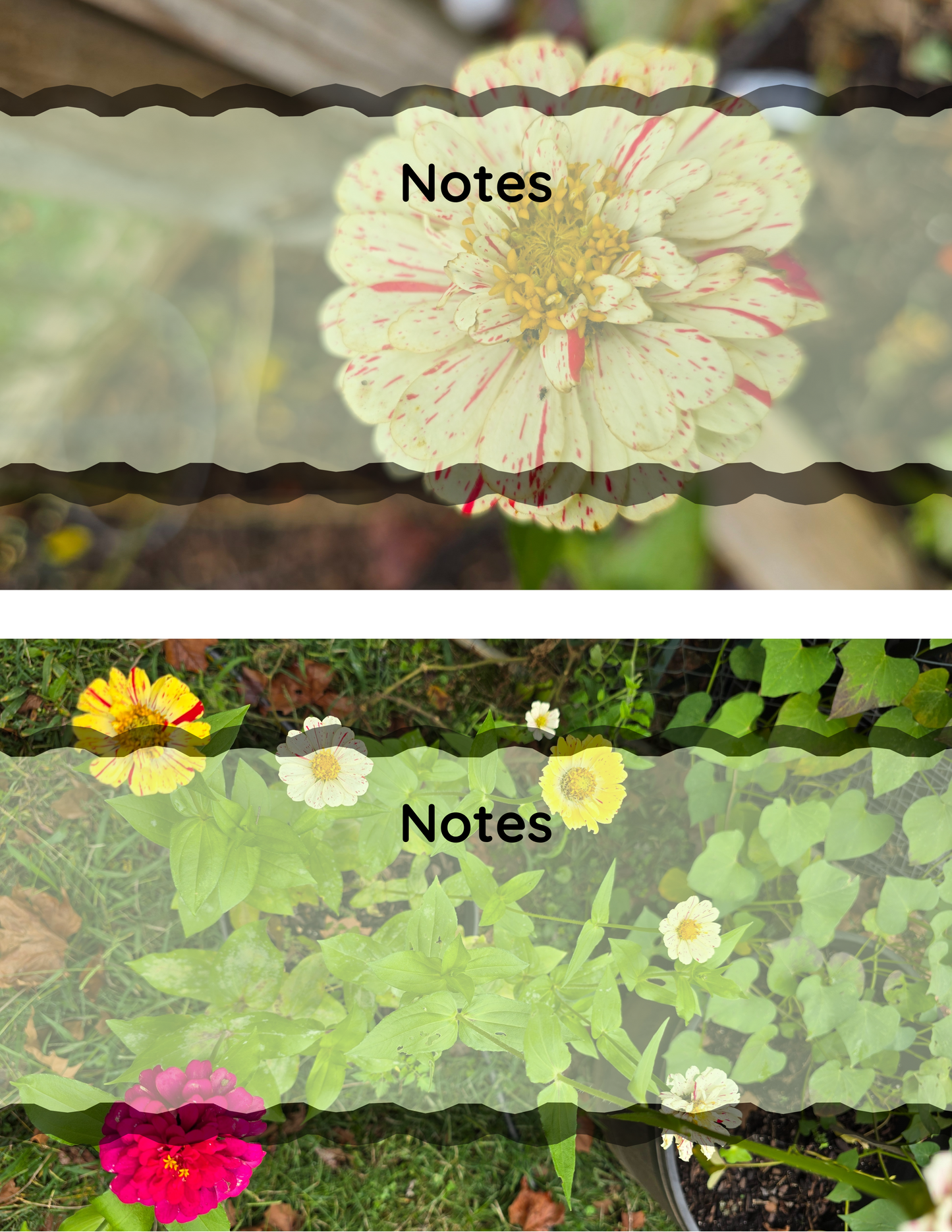 Zinnia Affirmation Flip-Book - Original Photography