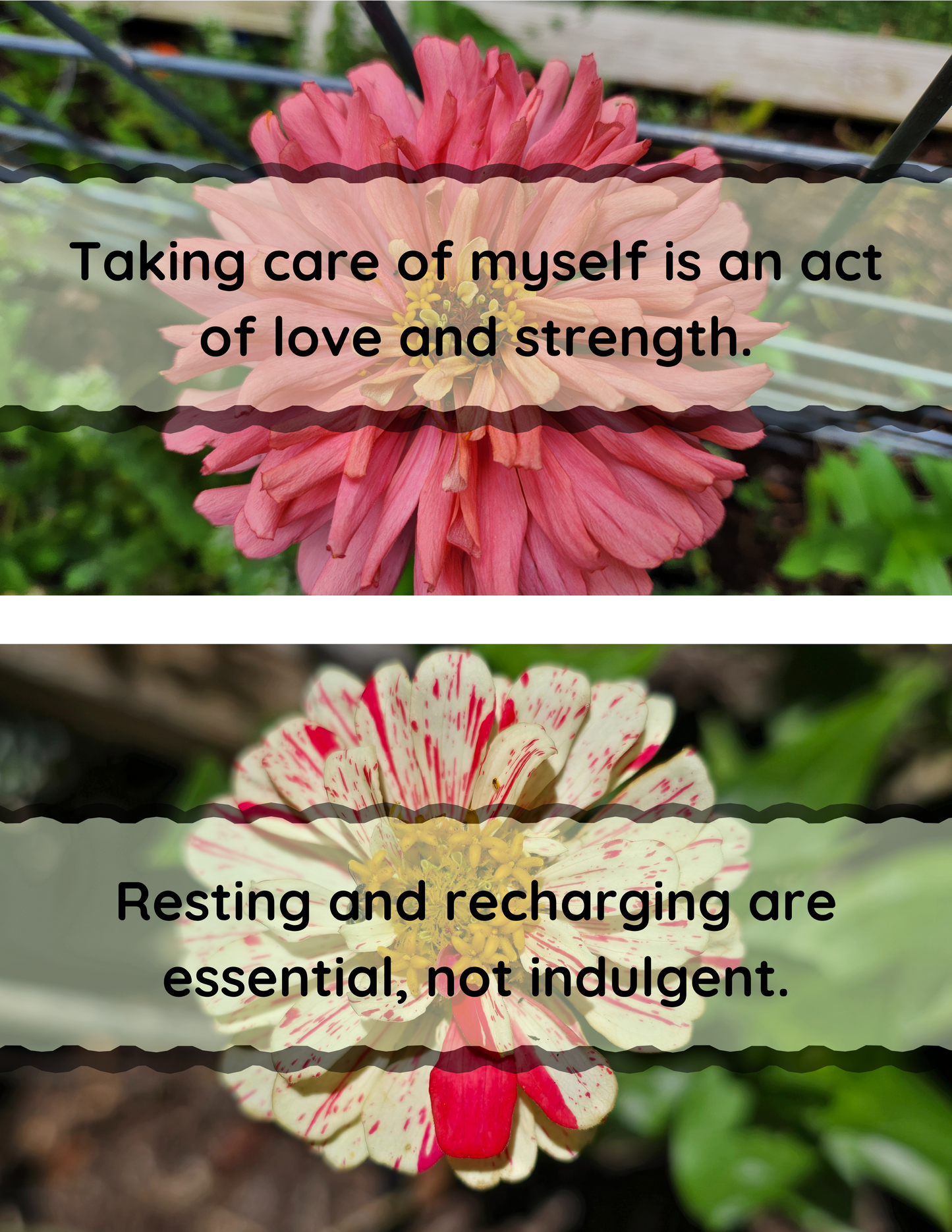 Zinnia Affirmation Flip-Book - Original Photography
