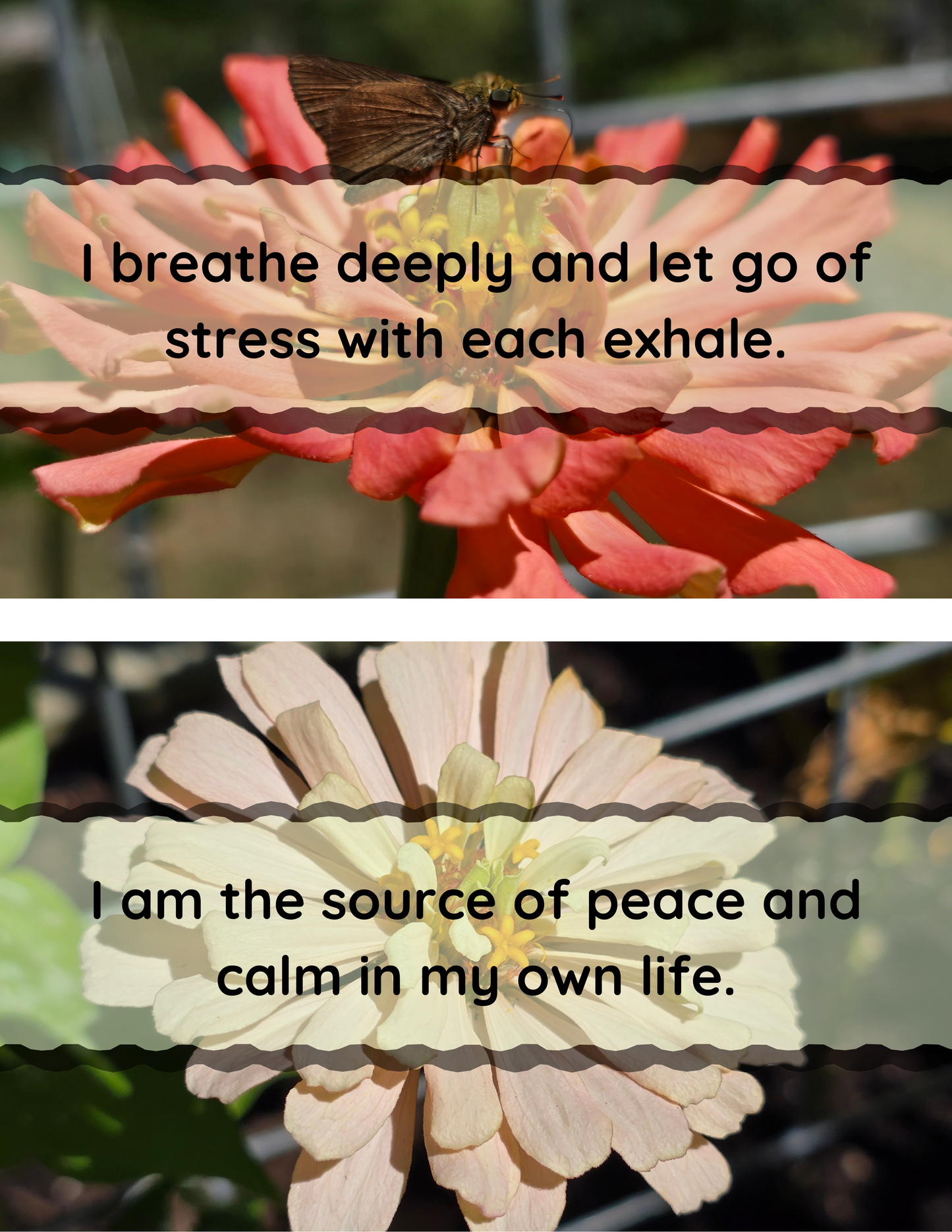 Zinnia Affirmation Flip-Book - Original Photography
