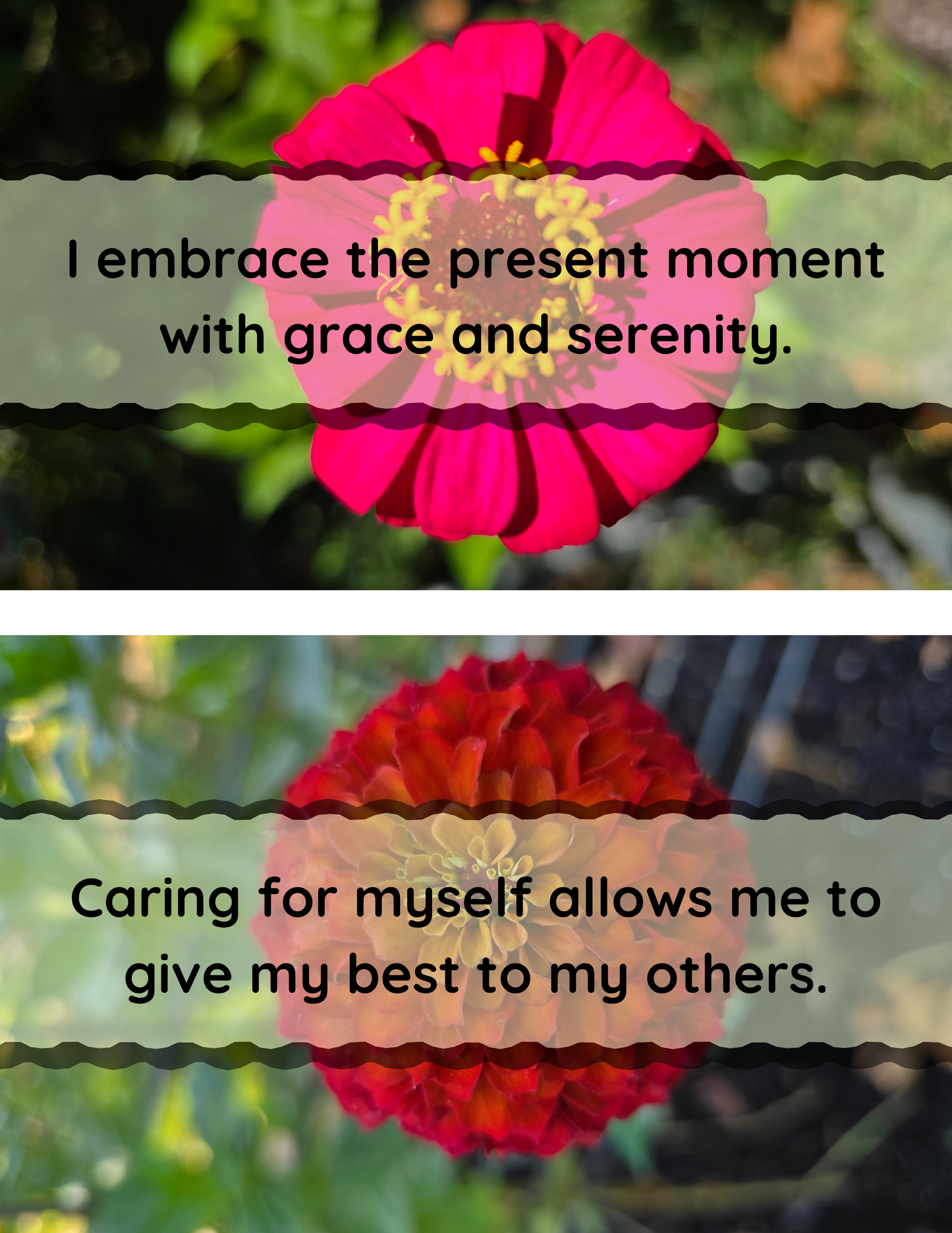 Zinnia Affirmation Flip-Book - Original Photography